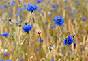 Cornflower_LP0375_03_Clandon_Wood