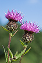 Knapweed_Common_LP0020_20_Riddlesdown