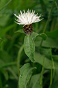 Knapweed_Common_LP0376_51_Runnymede