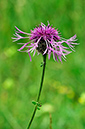 Knapweed_Greater_LP0274_82_Riddlesdown