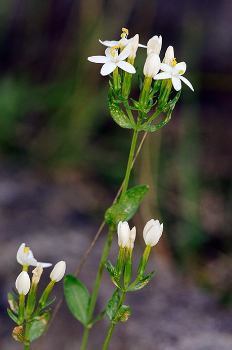 Centaury_Common_LP0379_15_Brookwood_Cemetery