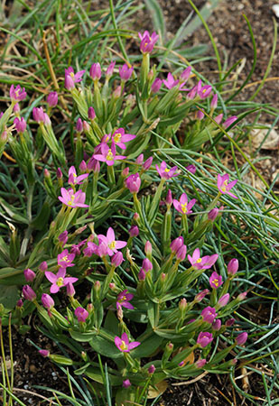 Centaury_Lesser_LP0319_47_Portland