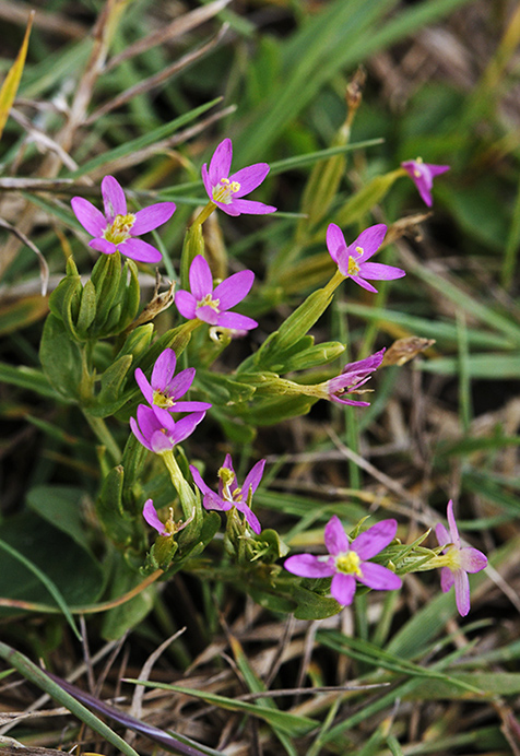 Centaury_Lesser_LP0325_03_Witley_Common