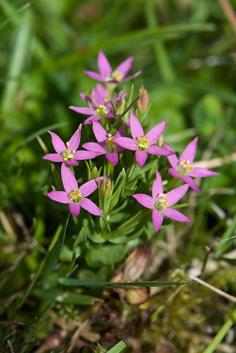 Centaury_Lesser_LP0176_09_Dormans_Park