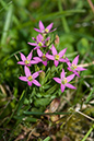 Centaury_Lesser_LP0176_09_Dormans_Park