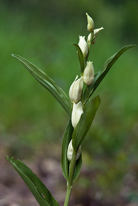 Helleborine_White_LP0130_42_Box_Hill