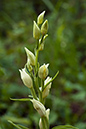 Helleborine_White_LP0048_43_Howell_Hill