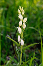 Helleborine_White_LP0367_49_Sheepleas