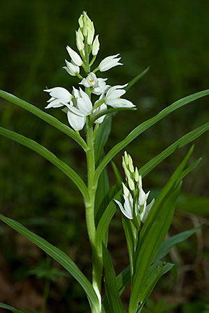 Helleborine_Sword-leaved_LP0044_27_Chappets_Copse