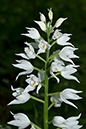 Helleborine_Sword-leaved_LP0044_45_Chappets_Copse