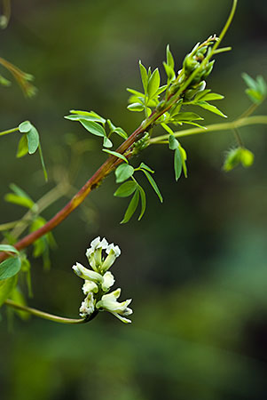 Corydalis_Climbing_LP0121_11_Reigate_Heath