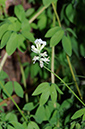 Corydalis_Climbing_LP0312_98_St_Martha