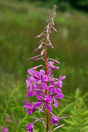 Willowherb_Rosebay_LP0059_46_Andrews_Wood