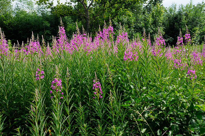 Willowherb_Rosebay_LP0371_05_Chipstead