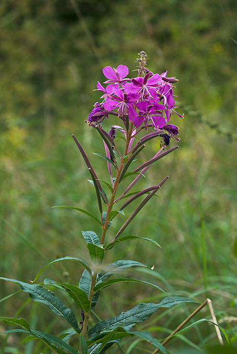 Willowherb_Rosebay_LP0028_05_Howell_Hill