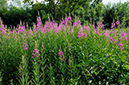 Willowherb_Rosebay_LP0371_05_Chipstead