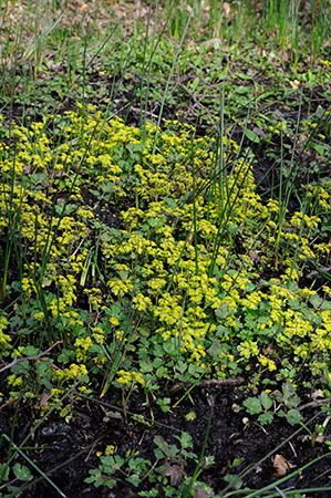 Golden-saxifrage_Opposite-leaved_LP0305_13_Leith_Hill