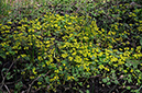 Golden-saxifrage_Opposite-leaved_LP0305_11_Leith_Hill