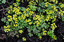Golden-saxifrage_Opposite-leaved_LP0305_17_Leith_Hill