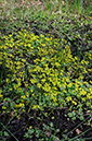 Golden-saxifrage_Opposite-leaved_LP0305_13_Leith_Hill