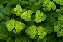 Golden-saxifrage_Opposite-leaved_LP0107_21_Godstone