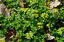 Golden-saxifrage_Opposite-leaved_LP0263_05_Friday_Street