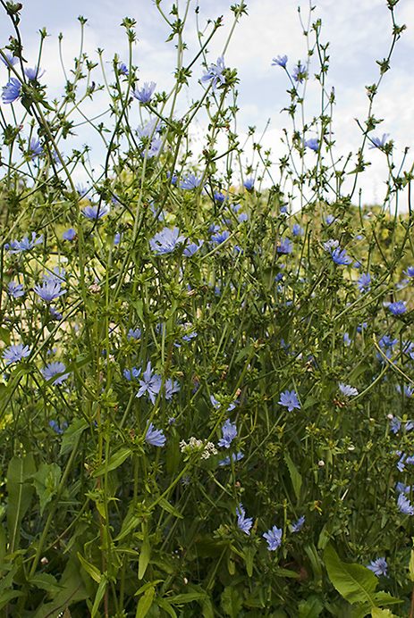 Chicory_LP0021_29_Coulsdon