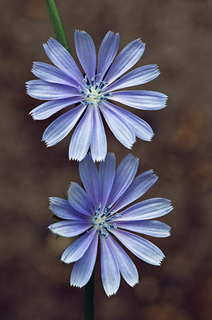 Chicory_LP0214_31_Hurst_Park