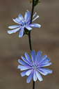 Chicory_LP0214_30_Hurst_Park