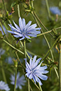 Chicory_LP0021_18_Coulsdon