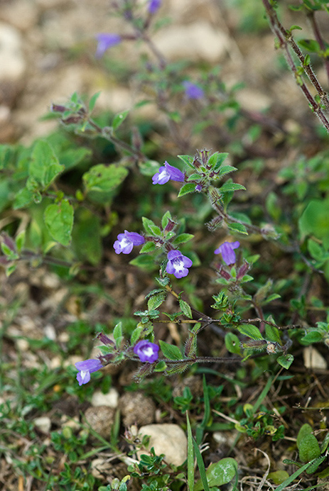 Thyme_Basil_LP0175_69_Wotton