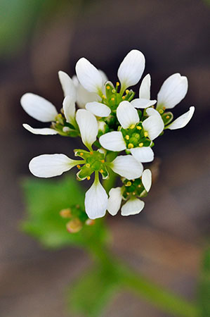 Scurvygrass_English_LP0276_16_Lopwell_Dam