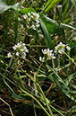 Scurvygrass_English_LP0276_05_Lopwell_Dam