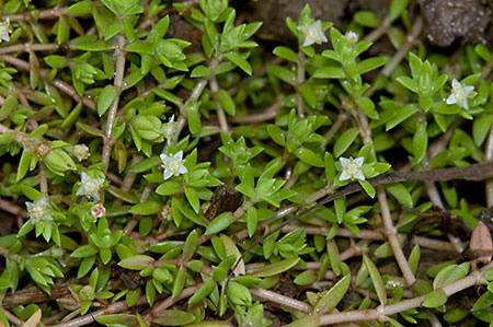 Pigmyweed_New_Zealand_LP0218_01_Runnymede