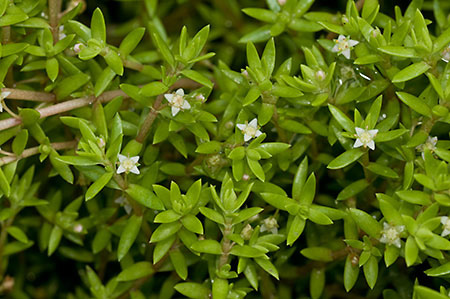 Pigmyweed_New_Zealand_LP0218_37_Runnymede