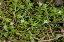 Pigmyweed_New_Zealand_LP0218_01_Runnymede