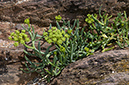 Samphire_Rock_LP0213_29_Wembury