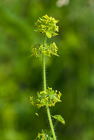 Crosswort_LP0148_04_Tatsfield