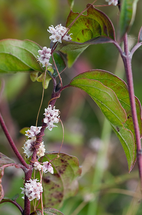 Dodder_LP0217_48_White_Downs