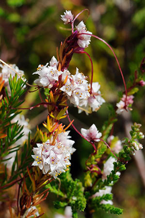 Dodder_LP0321_12_Esher_Common