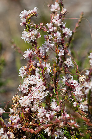 Dodder_LP0216_36_Thursley