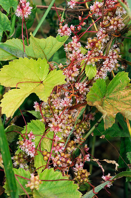 Dodder_Greater_LP0376_12_Runnymede