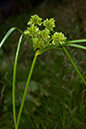 Galingale_Pale_LP0168_18_Dunsfold_Common