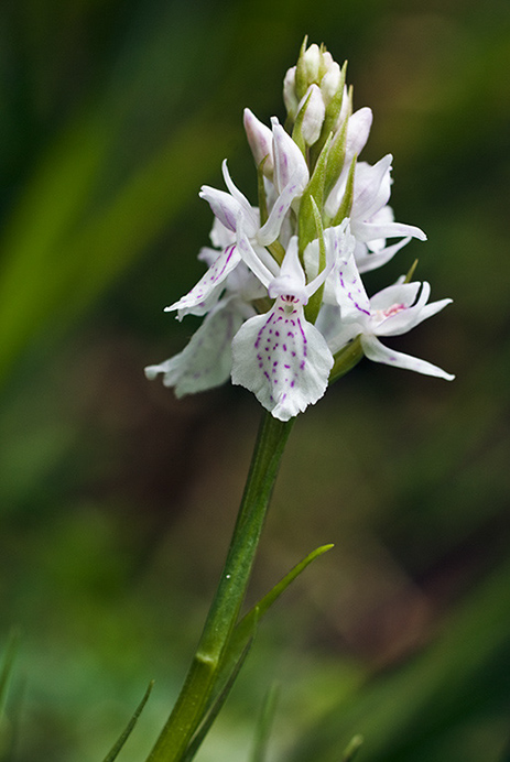 Spotted-orchid_Heath_LP0209_49_Haslemere