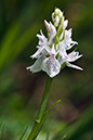 Spotted-orchid_Heath_LP0209_49_Haslemere