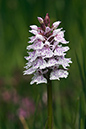 Spotted-orchid_Heath_LP0209_27_Haslemere