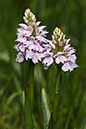 Spotted-orchid_Heath_LP0209_38_Haslemere