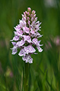Spotted-orchid_Heath_LP0209_29_Haslemere