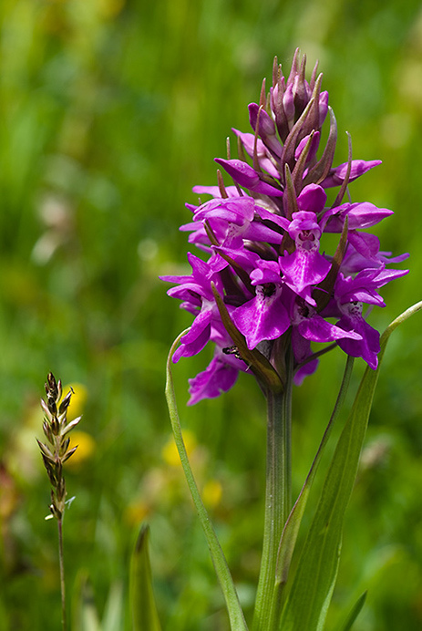 Marsh-orchid_Southern_LP0008_94_Sandwich