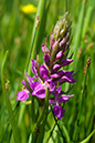 Marsh-orchid_Southern_LP0004_11_Pagham_Marsh